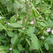 四川宏益生物 深耕植物提取，驱动大健康产业创新